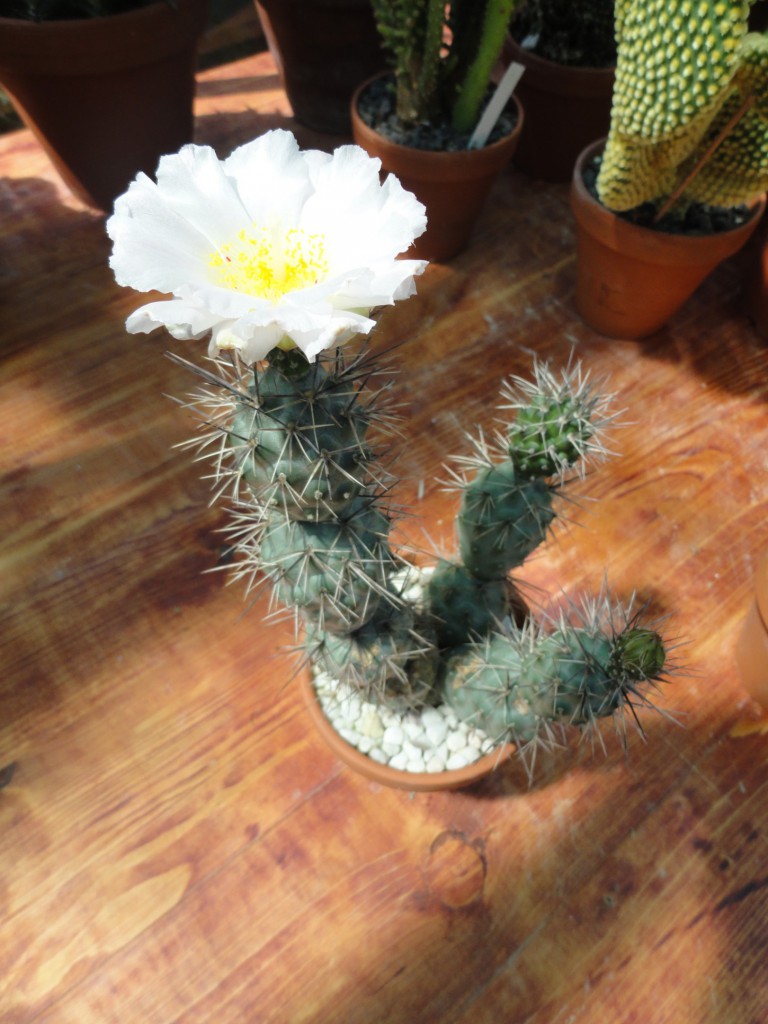 Tephrocactus alexandrii-1.jpg