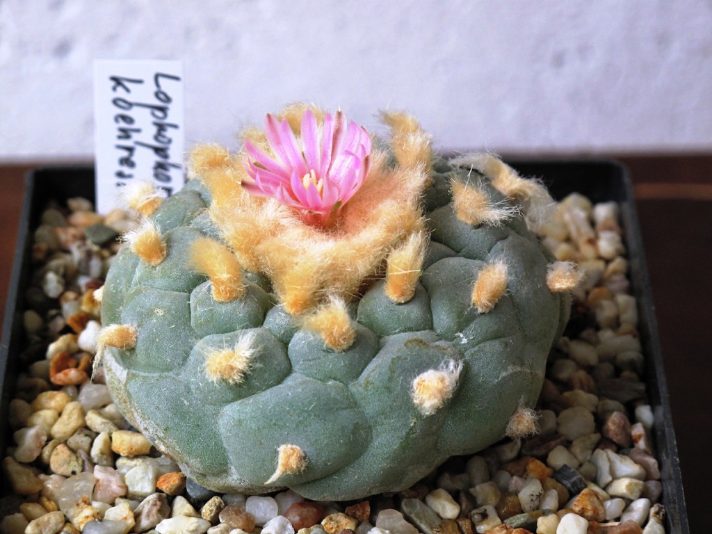 Lophophora.JPG