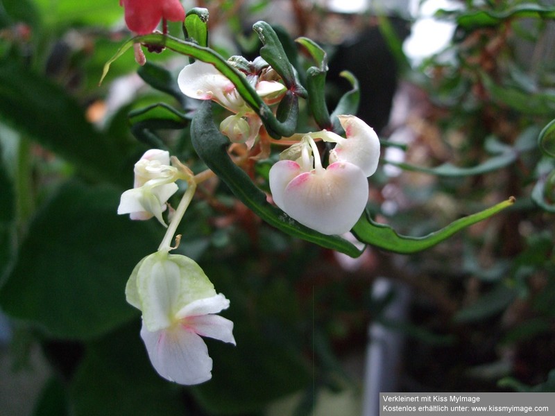 Begonia partita Blüte_klein.jpg