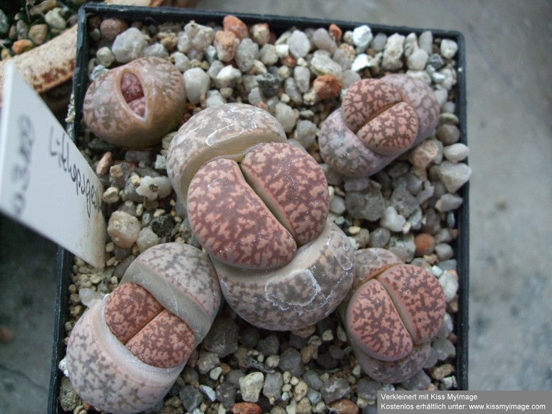 Lithops gesinae_klein.jpg