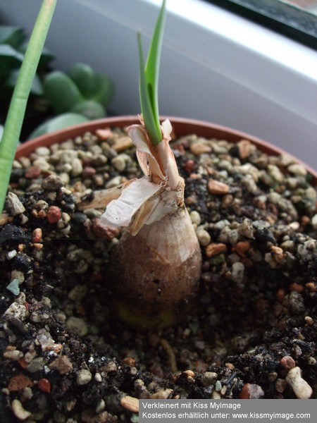 Brunsvigia grandiflora_klein.jpg