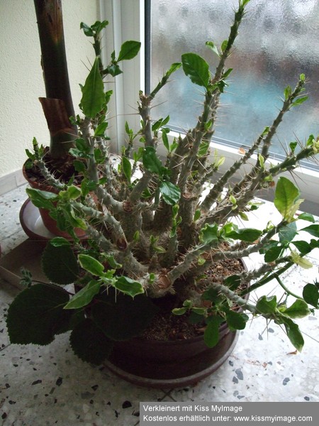 Pachypodium_klein.jpg