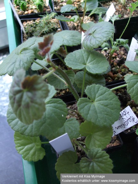 Pelargonium tetragonum_klein.jpg