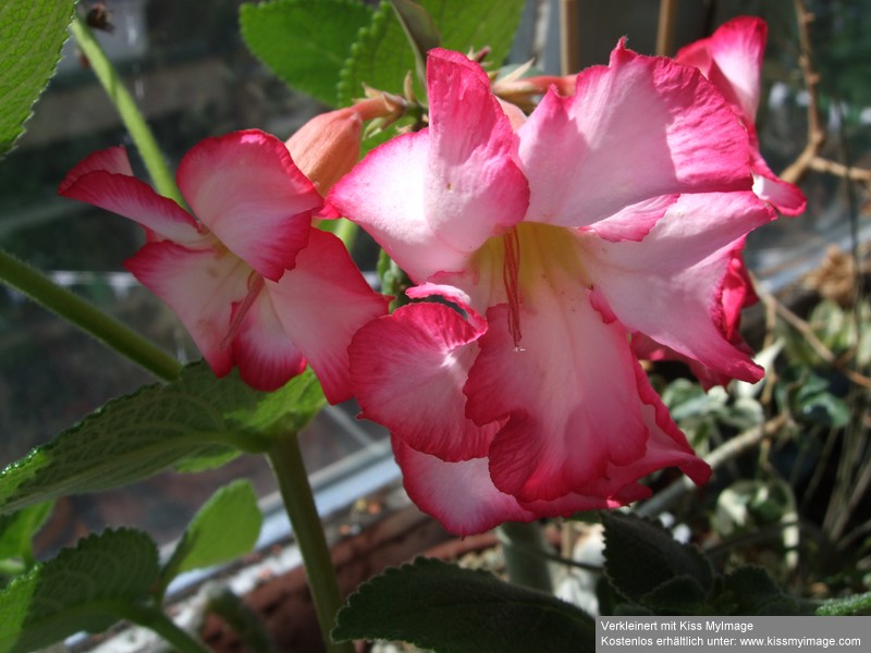 Adenium sp_klein.jpg