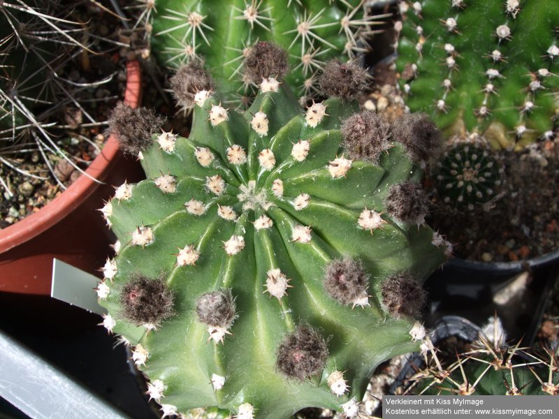 Knospen Echinopsis 1_klein.jpg