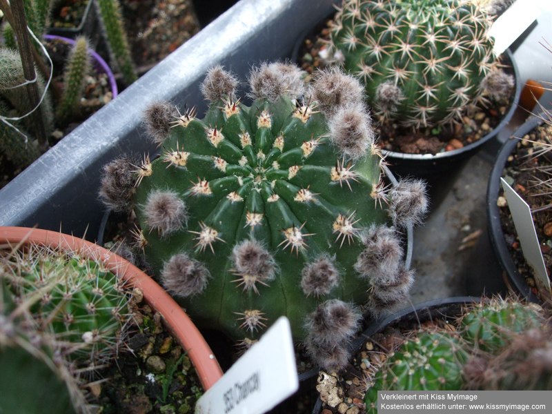 Knospen Echinopsis 2_klein.jpg