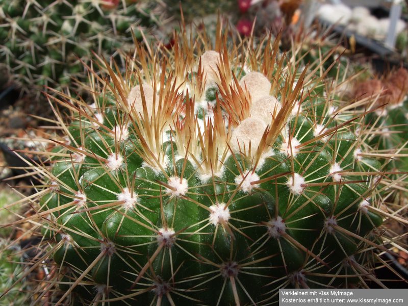 Knospen Notocactus roseoluteus_klein.jpg