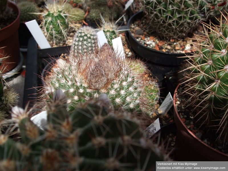 Knospen Notocactus tabularis_klein.jpg