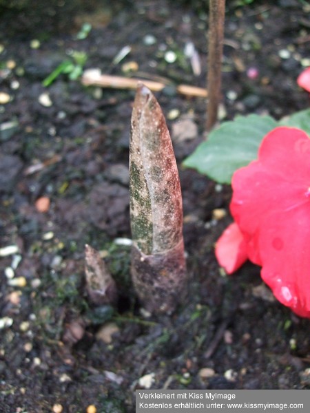 Amorphophallus conjac_klein.jpg