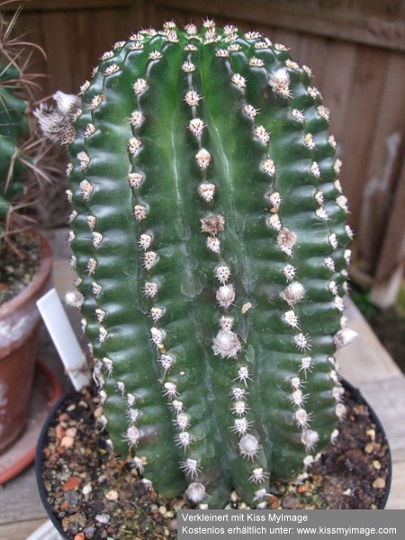 Echinopsis Grande Dame_klein.jpg