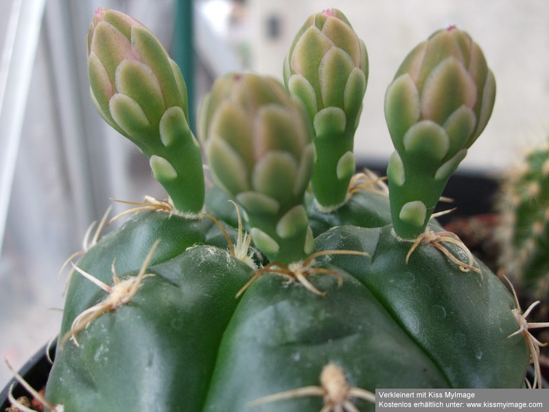 Gymnocalycium denudatum Jan Suba_klein.jpg