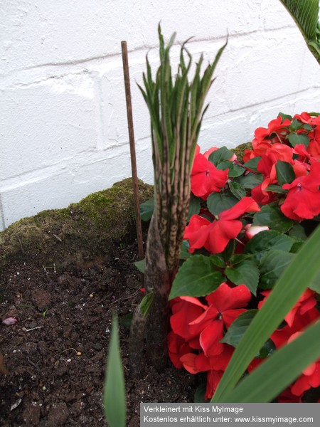 Amorphophallus Blattaustrieb_klein.jpg