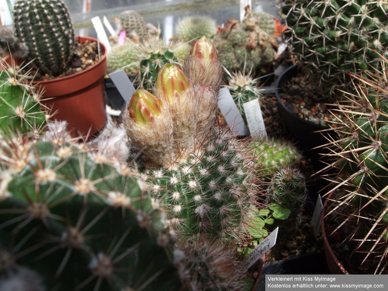 Notocactus tabularis_klein.jpg