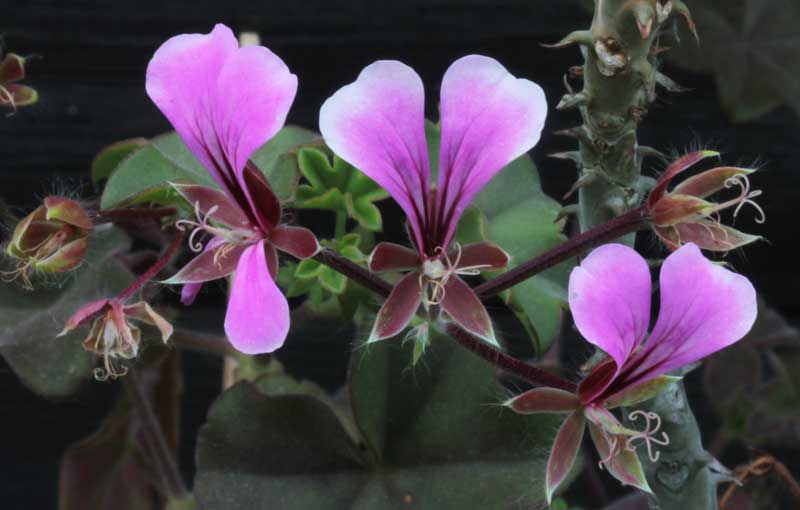 Pelargonium_peltatum.jpg