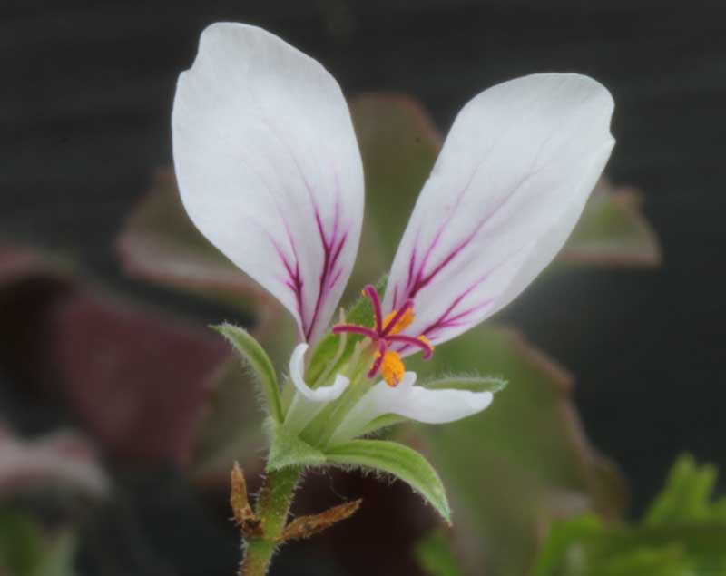Pelargonium_myrhifolium.jpg