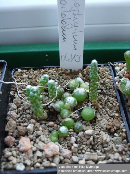 Conophytum bilobum_klein.jpg