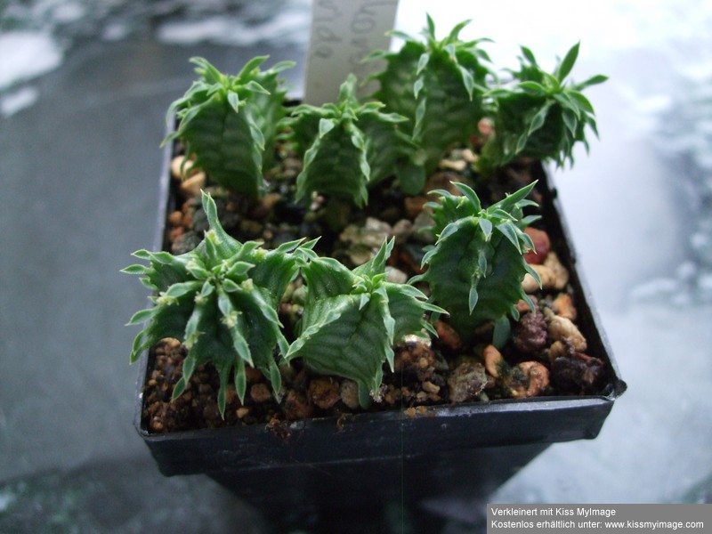 Euphorbia horrida_klein.jpg