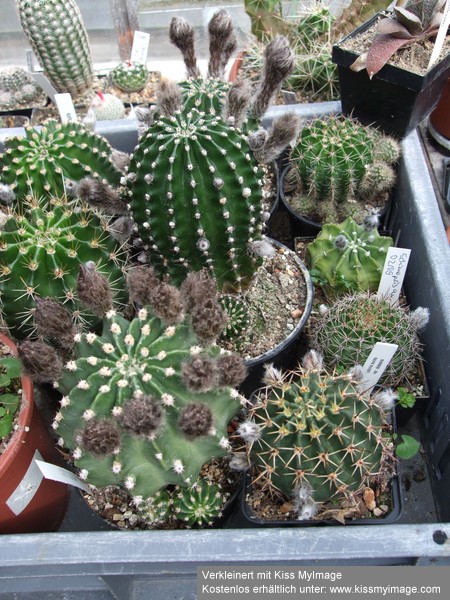 Echinopsis Knospen_klein.jpg