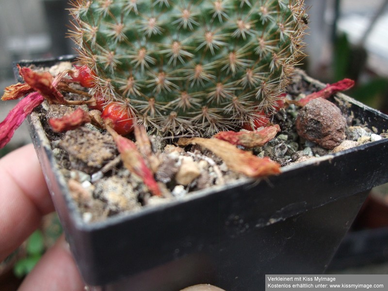 Rebutia Früchte_klein.jpg