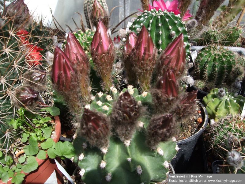 Echinopsis ilias_klein.jpg