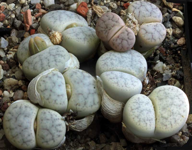 Lithops pseudotruncatella ssp volkii