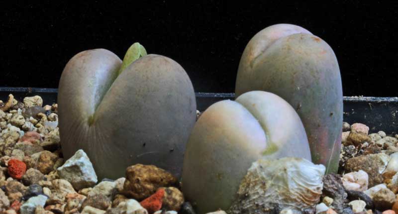 Lithops xsteineckeana