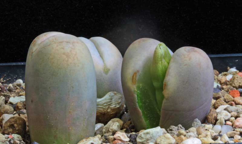 Lithops xsteineckeana