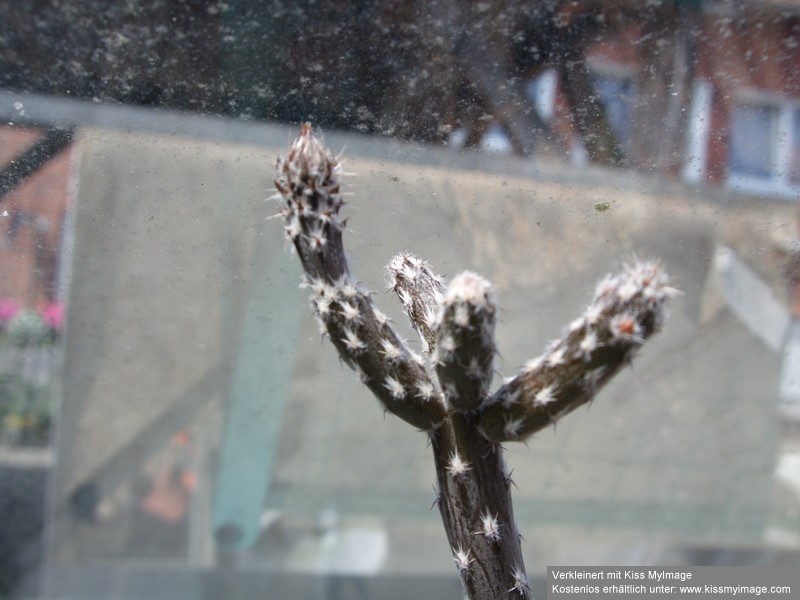 Pterocactus tuberosus_klein.jpg