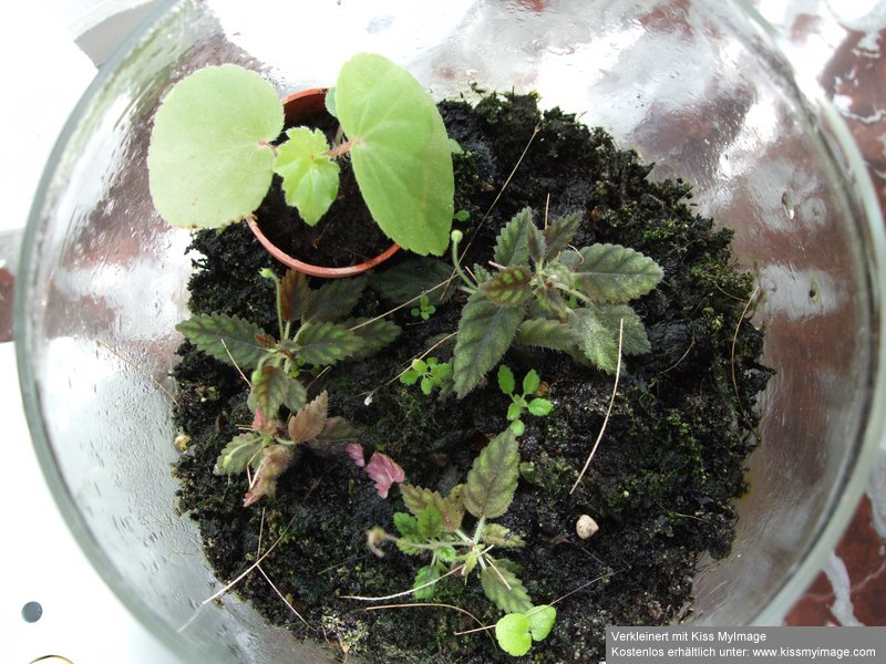 Begonia im Aquarium_klein.jpg