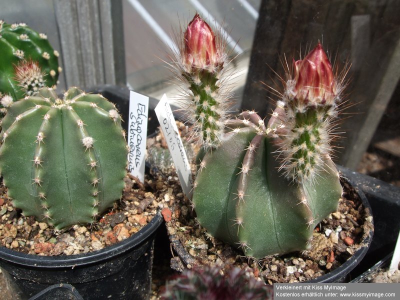 Echinocereus subinermis_klein.jpg