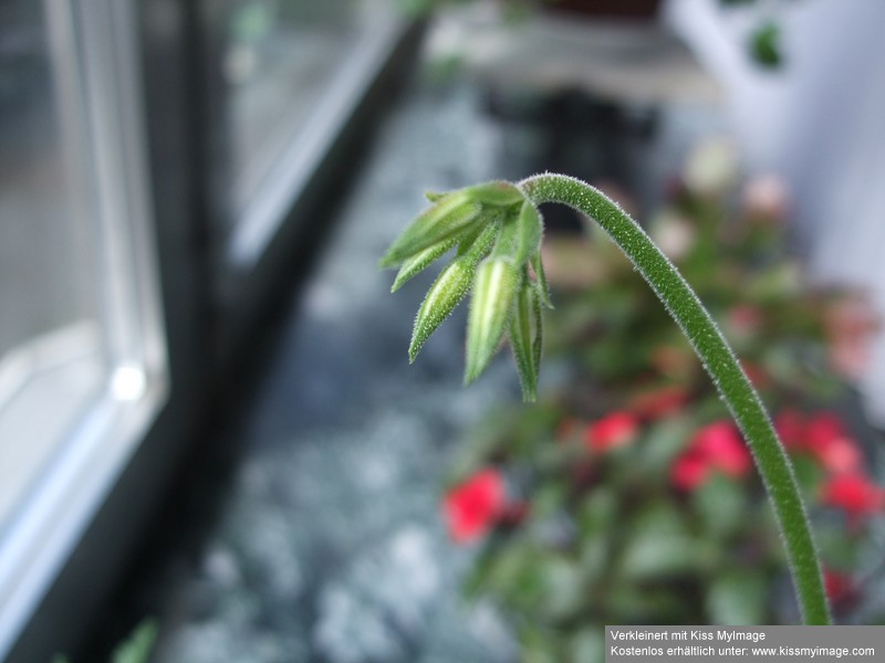 Pelargonium_klein.jpg