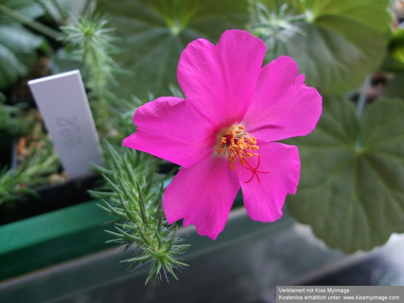 Portulaca eruca_klein.jpg