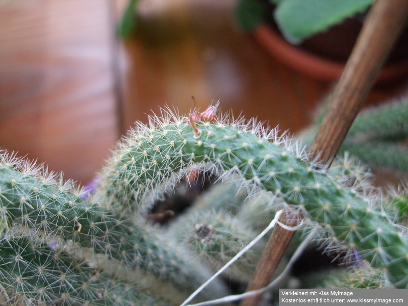 Aporocactus flaggeliformis_klein.jpg