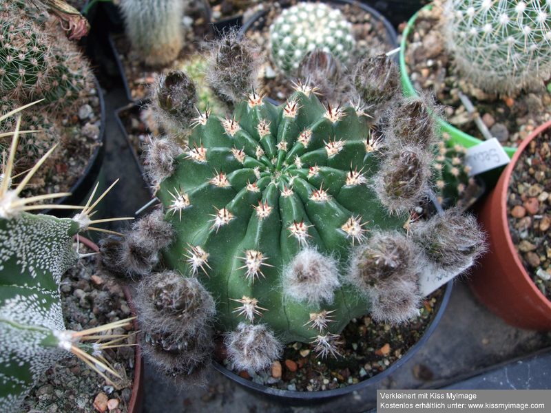 Echinopsis_klein.jpg