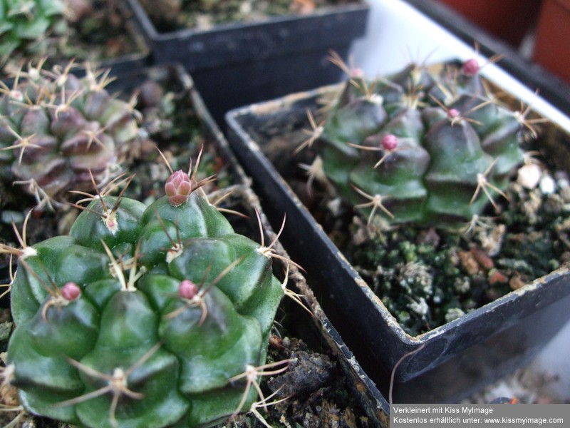 Gymnocalycium damsii_klein.jpg