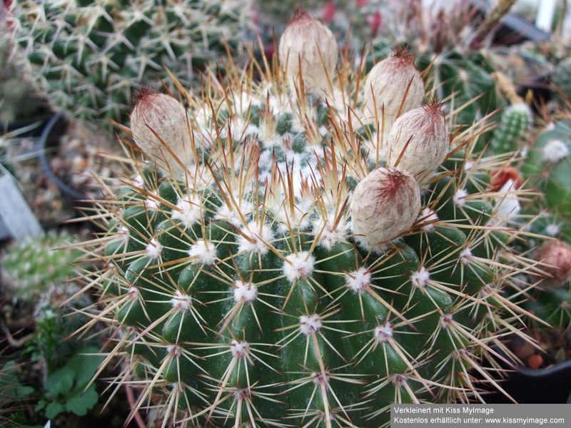 Notocactus roseoluteus_klein.jpg