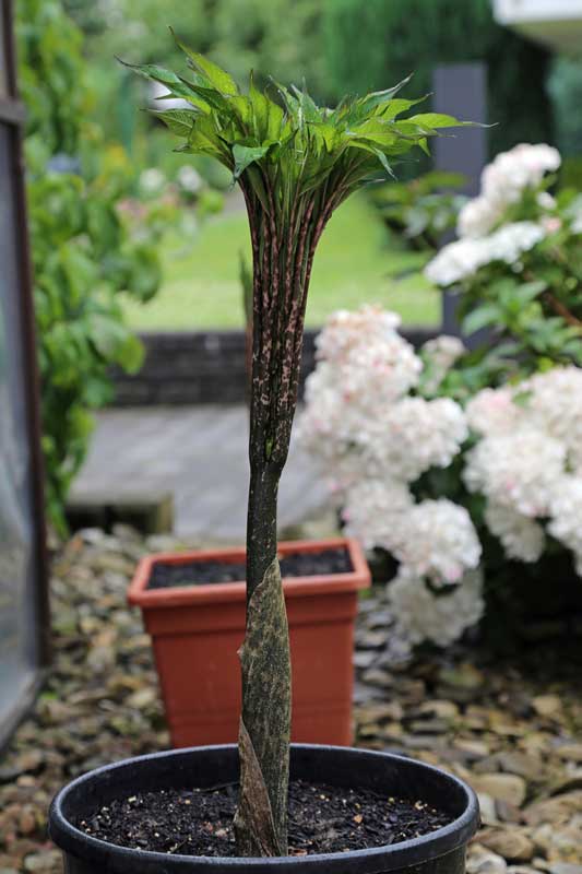 Amorphophallus, große Topfpflanze
