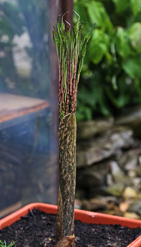 Amorphophallus, kleine Topfpflanze