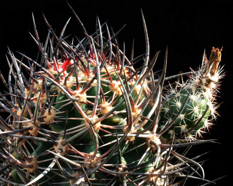 Echinocereus lindsayi