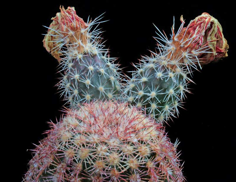 Echinocereus pectinatus ; cumbres de mayalca gelb