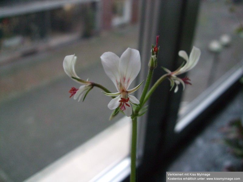 Pelargonium Alien Blüte_klein.jpg