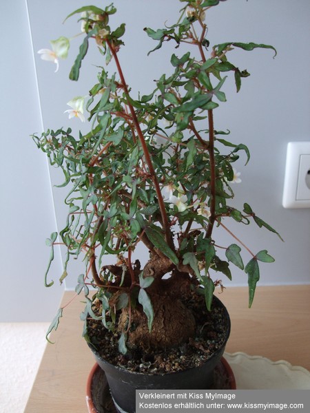 Begonia partita Rückschnitt_klein.jpg