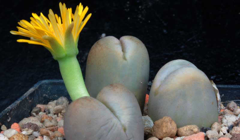 Lithops_xsteineckeana_3.jpg