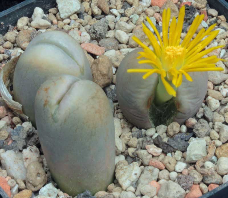 Lithops_xsteineckeana_4.jpg