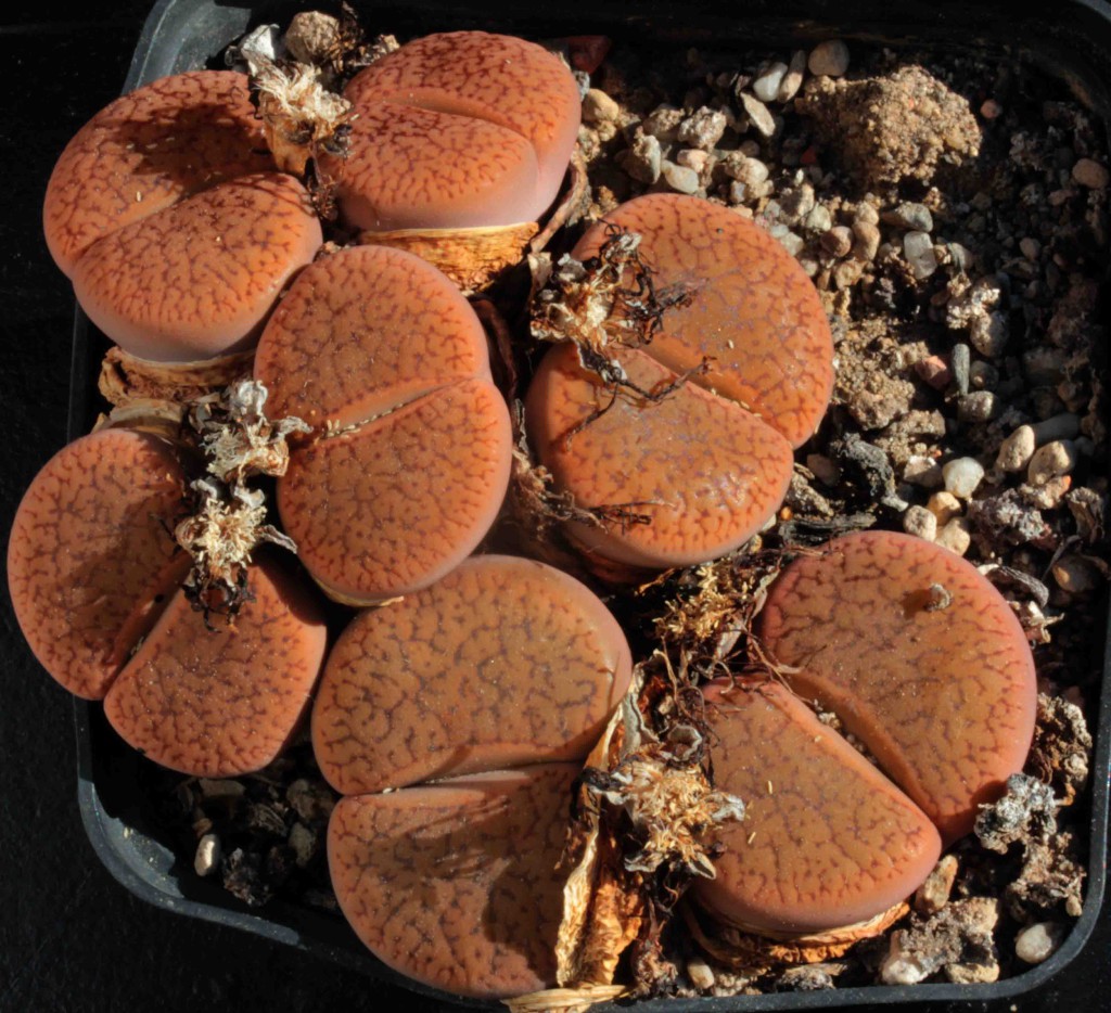 Lithops_hookeri_v_marginata_C88.jpg