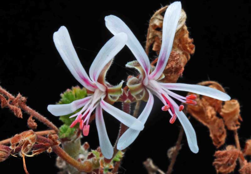 Pelargonium alternans