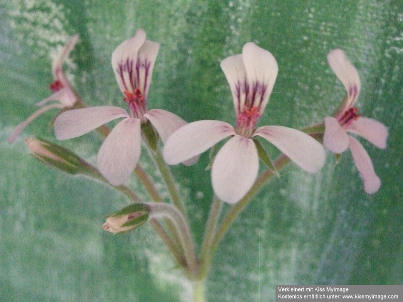 Pelargonium quinquelobatum_klein.jpg