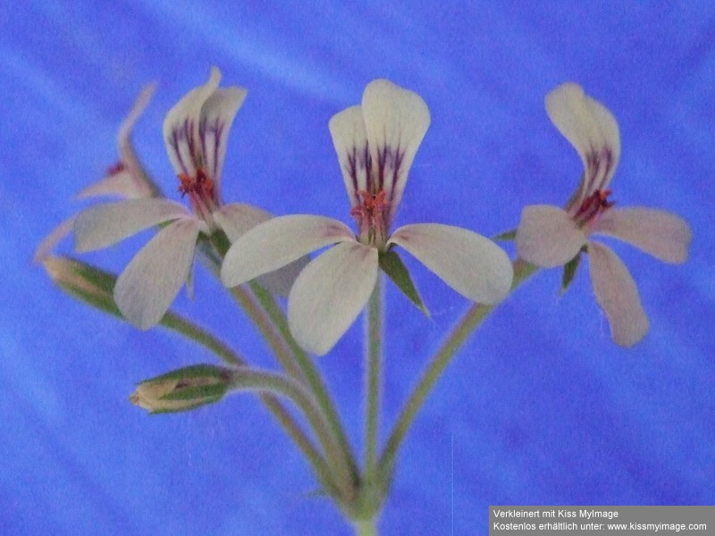 Pelargoniumquinquelobatum_klein.jpg