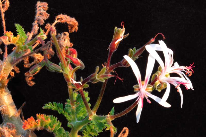 Pelargonium_alternans4.jpg