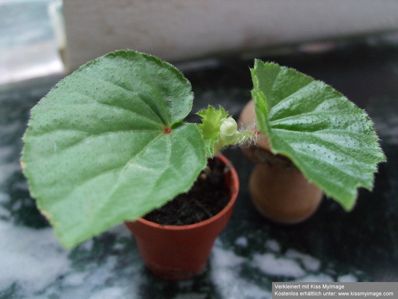 Begonia erste Blüte_klein.jpg